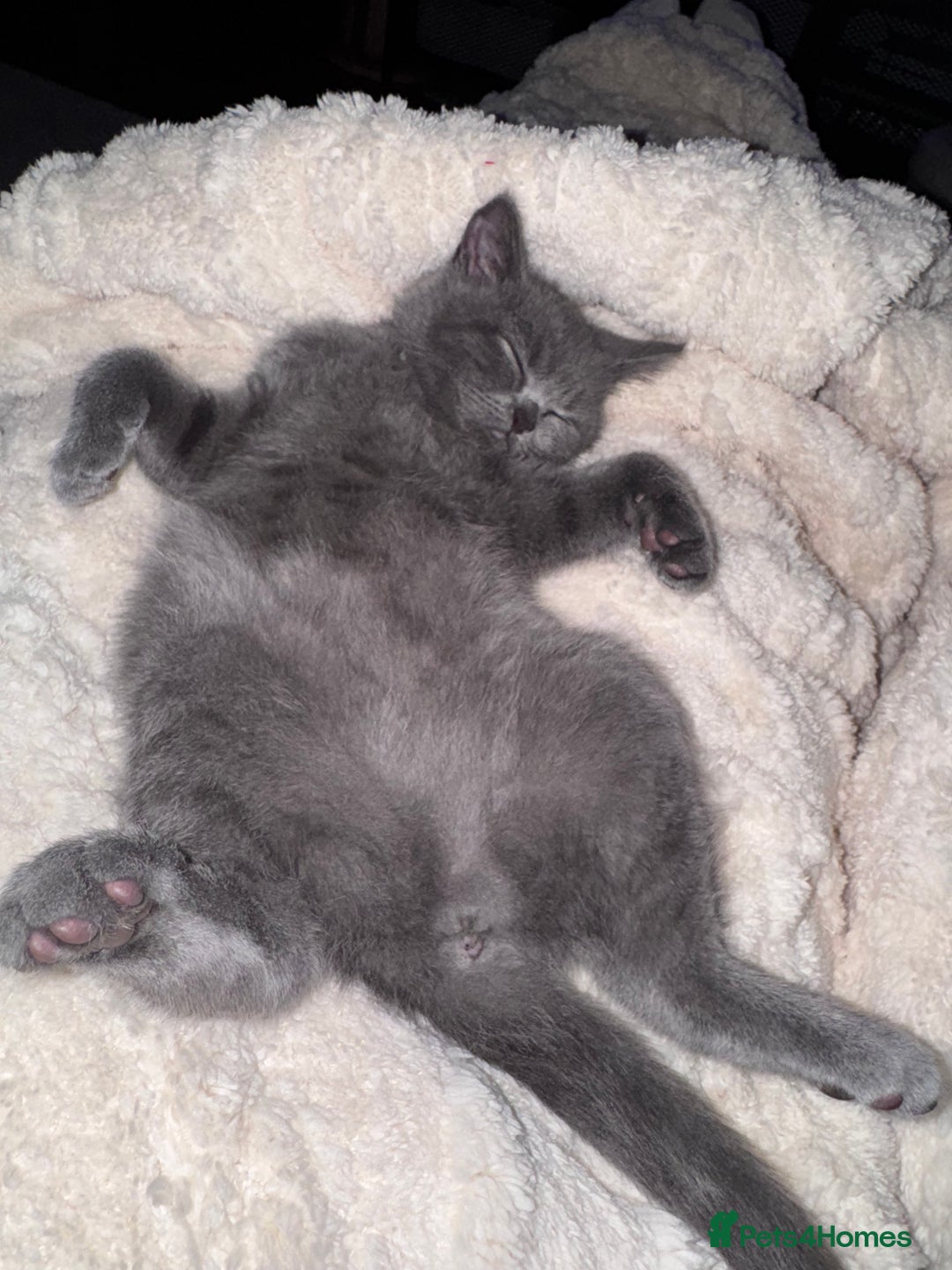British Shorthair cats for sale: Beautiful British short hair  - Image 4