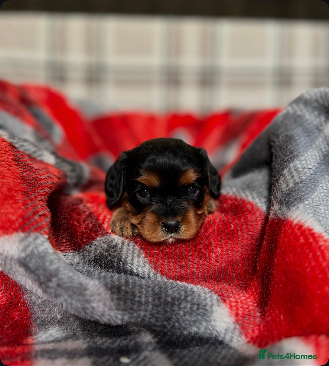Cavalier King Charles Spaniel dogs for sale: STUNNING CAVALIER KING CHARLES PUPPIES  - Advert 14