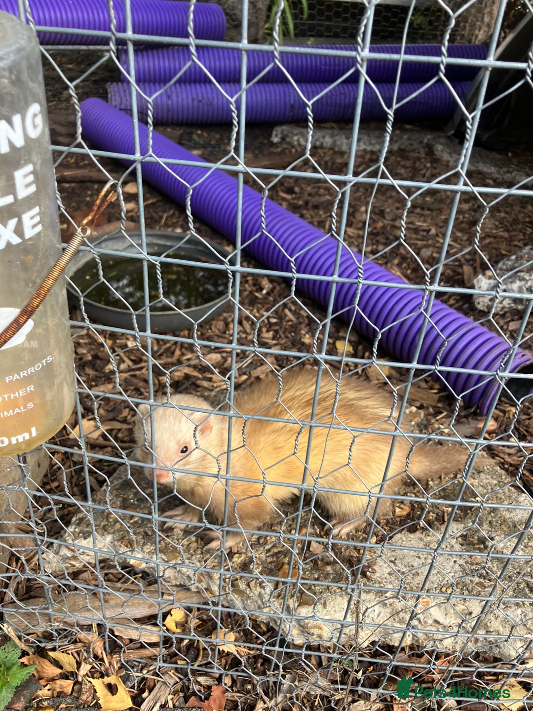 Ferret rodents for sale: Polecat and Sandy Ferrets hobs  - Image 3