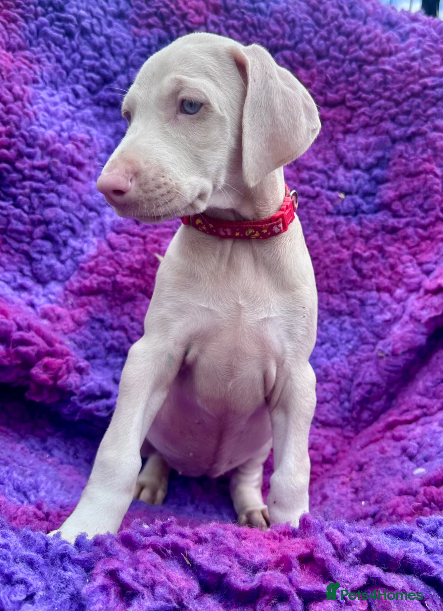 Dobermann dogs KC registered health tested Dobermann puppies  - Advert 2