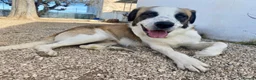 Mixed Breed dogs for adoption: 🐾 Meet Benji 😍😍 - Advert 3