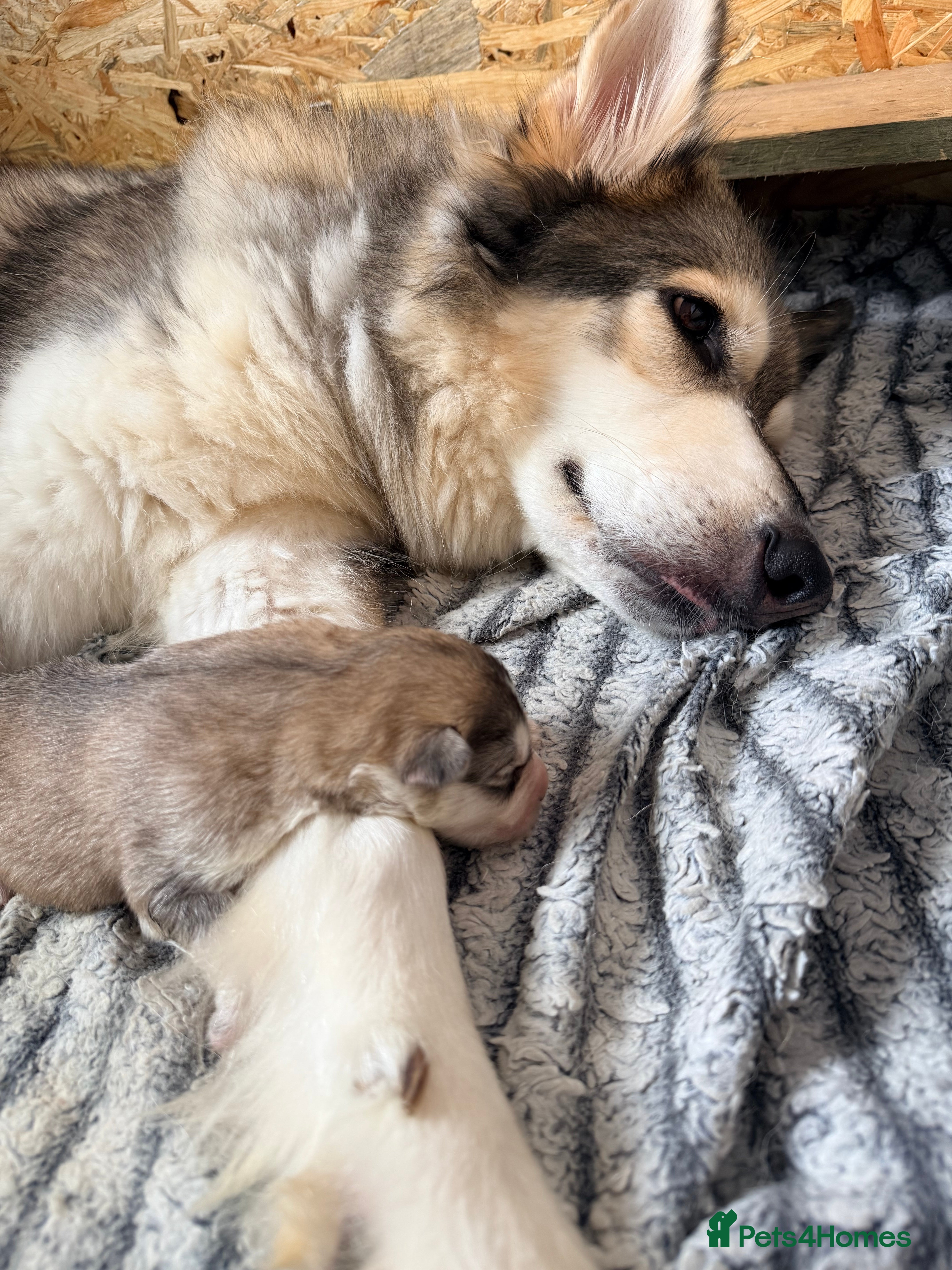 Northern Inuit dogs 10 northern Inuit puppies for sale  - Advert 14