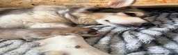 Northern Inuit dogs for sale: 10 northern Inuit puppies for sale  - Advert 1