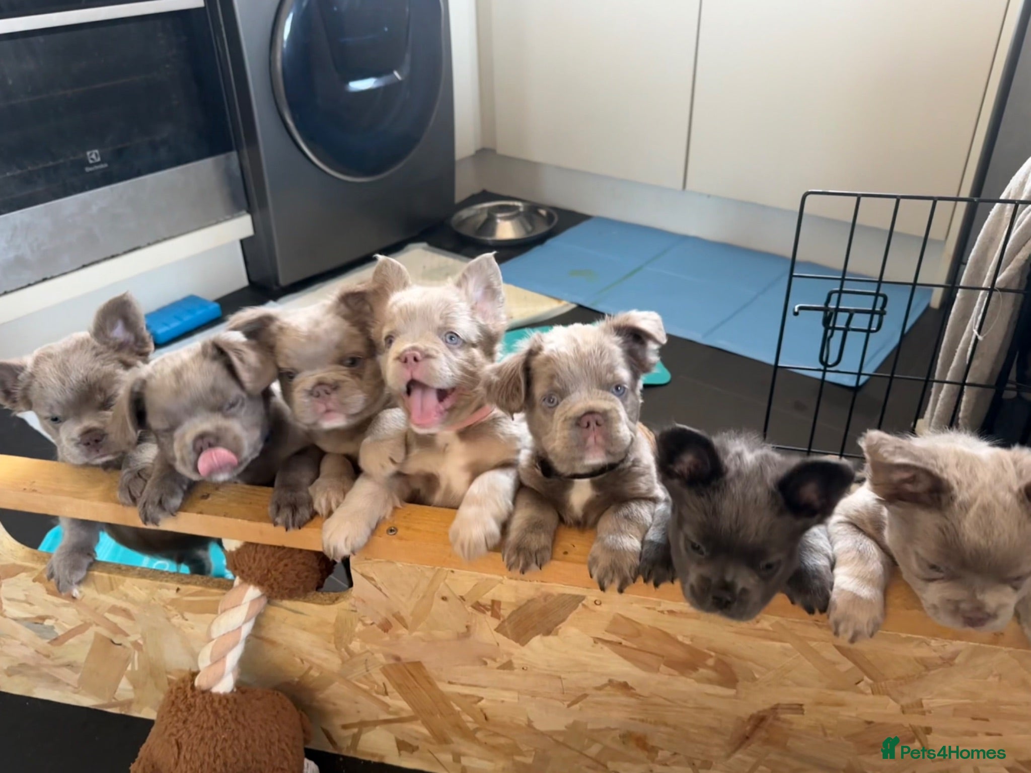 French Bulldog dogs 4 ISABELLA NEW SHADE & 1 BLUE FLUFFY FRENCHIE - Advert 1