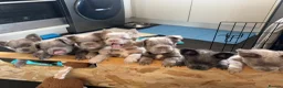 French Bulldog dogs for sale: 4 ISABELLA NEW SHADE & 1 BLUE FLUFFY FRENCHIE - Advert 1