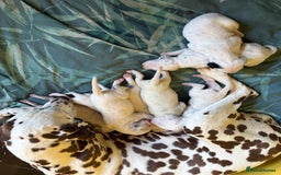 Dalmatian dogs for sale: Gorgeous chunky healthy Dalmatian puppies  - Image 5