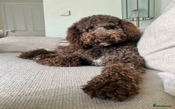 Australian Labradoodle dogs for sale: *waiting list* Australian labradoodles - Image 11