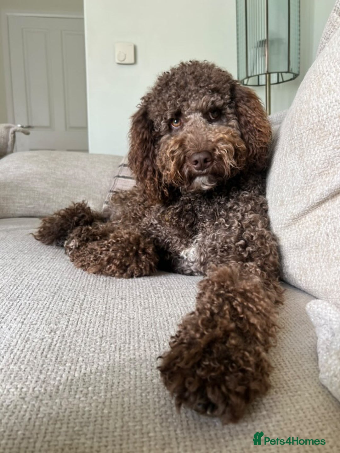 Australian Labradoodle dogs for sale: *waiting list* Australian labradoodles - Image 11