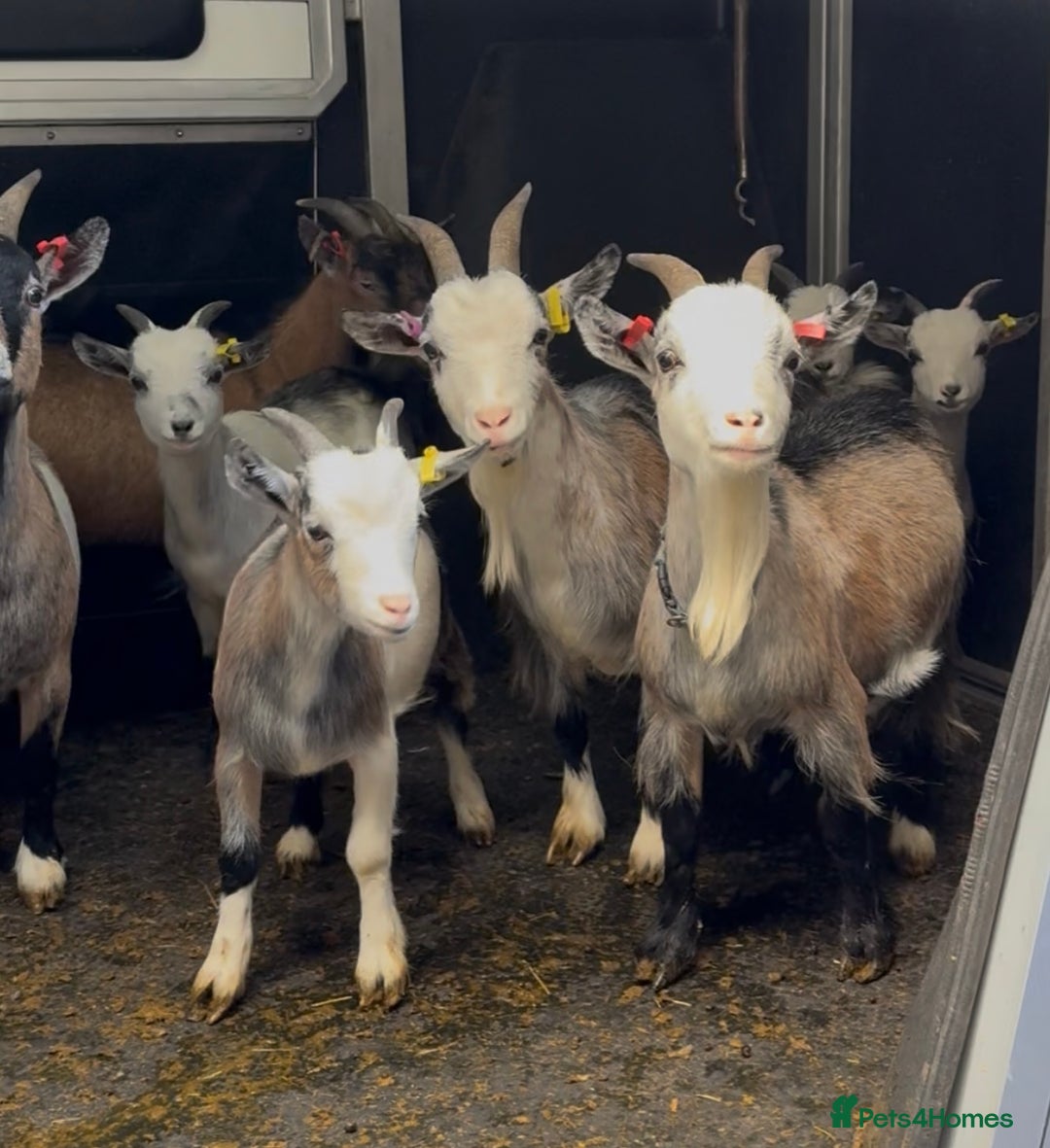 Goats livestock for sale: Hilarious friendly baby Pygmy kids for sale  - Image 2