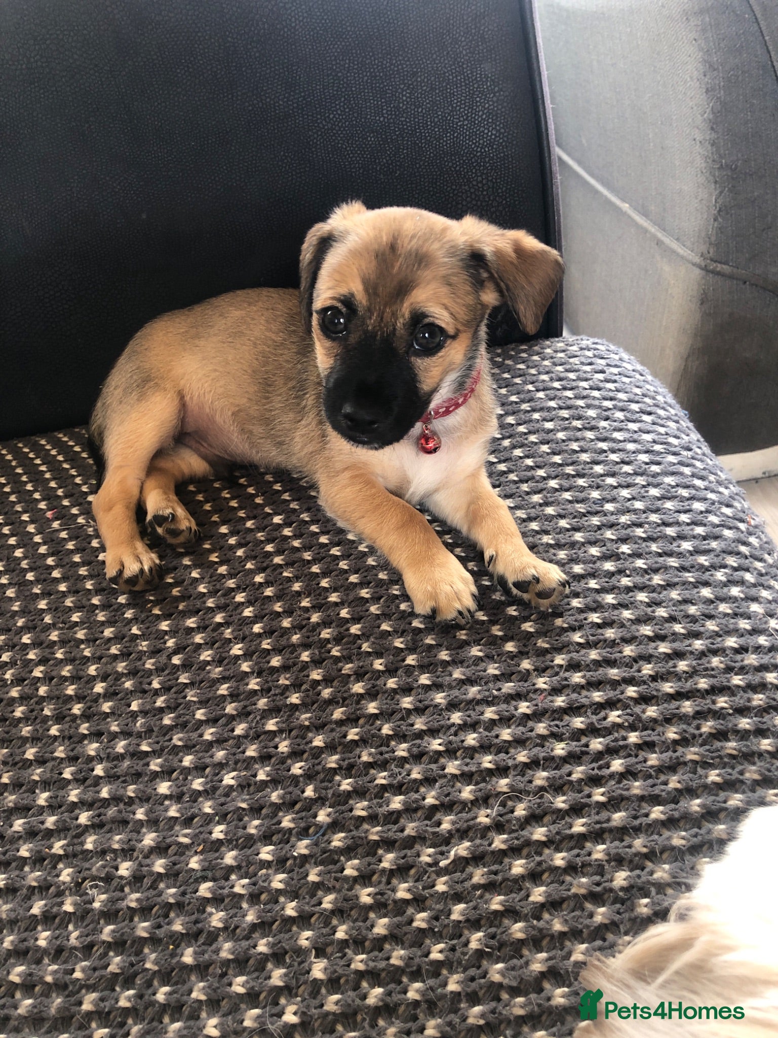 Mixed Breed dogs Beautiful puppy Prince - Advert 9