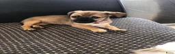 Mixed Breed dogs for sale: Beautiful puppy Prince - Advert 1