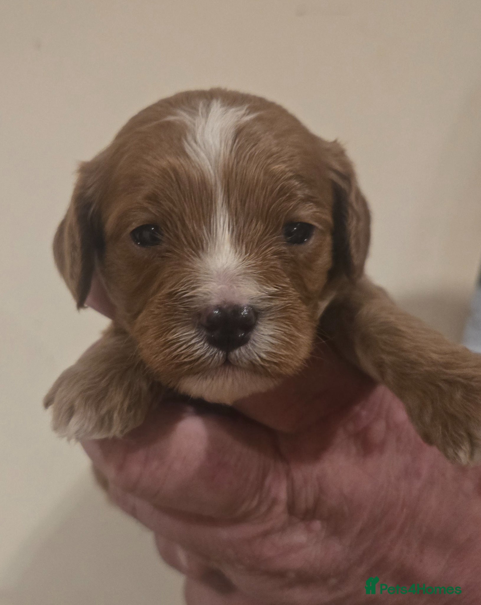 Cavapoo dogs F1 fully health tested cavapoo puppies!  - Advert 14