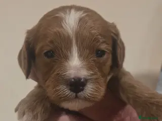 Cavapoo dogs F1 fully health tested cavapoo puppies! - Advert 14