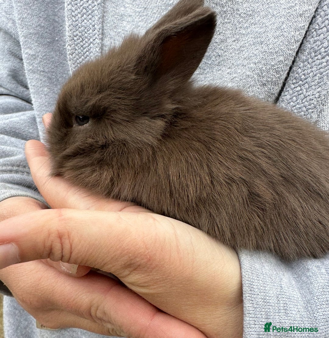 Mini Lion Lop rabbits for sale: 🩷🩵 4 Double mane mini lionlops 🩵🩷 - Advert 10