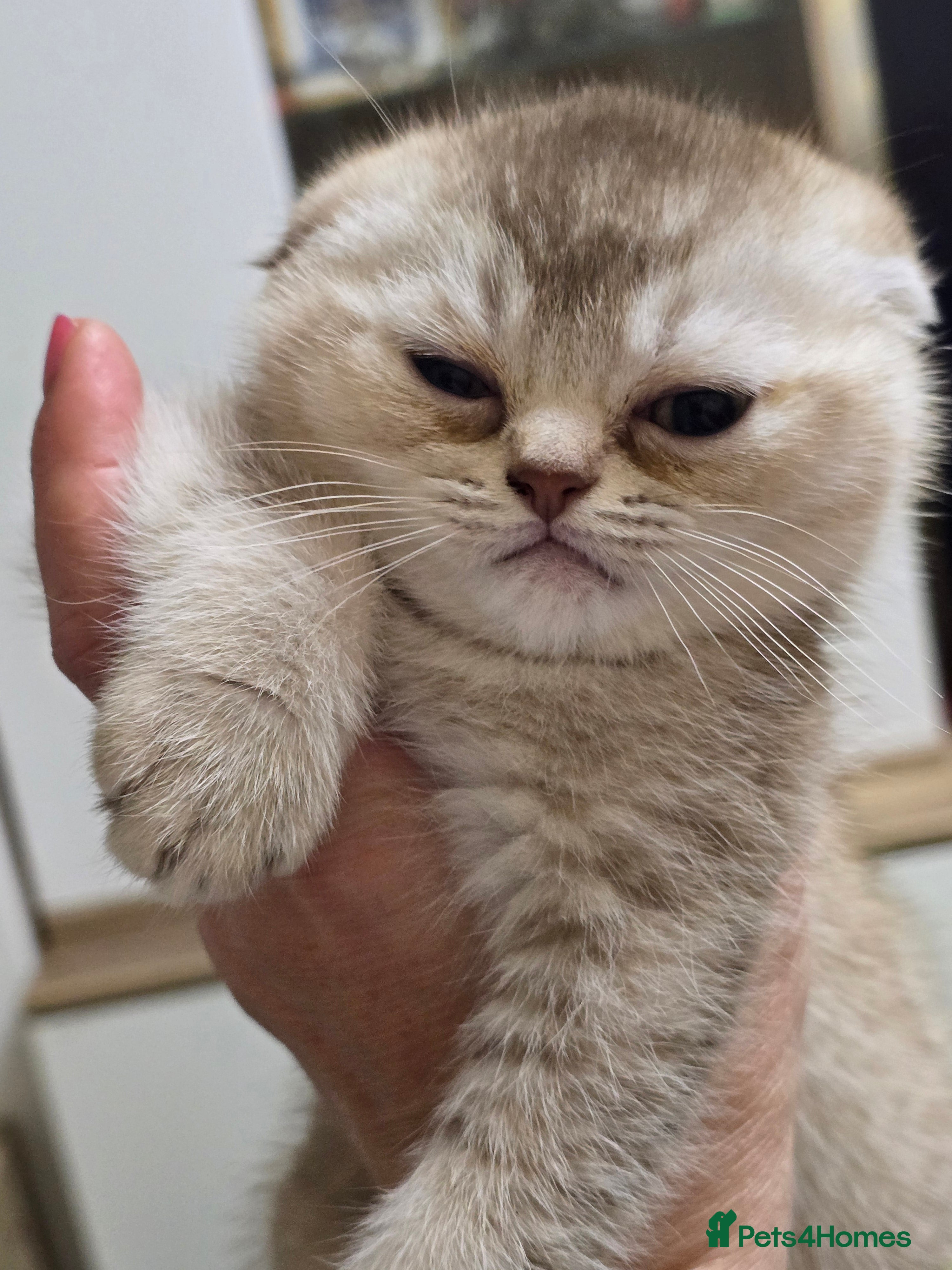 Scottish Fold cats Adorable Scottish Fold Kittens for Sale!  - Advert 4