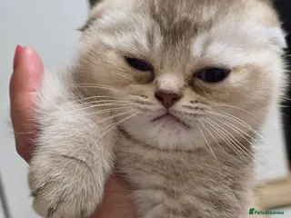 Scottish Fold cats Adorable Scottish Fold Kittens for Sale! - Advert 4