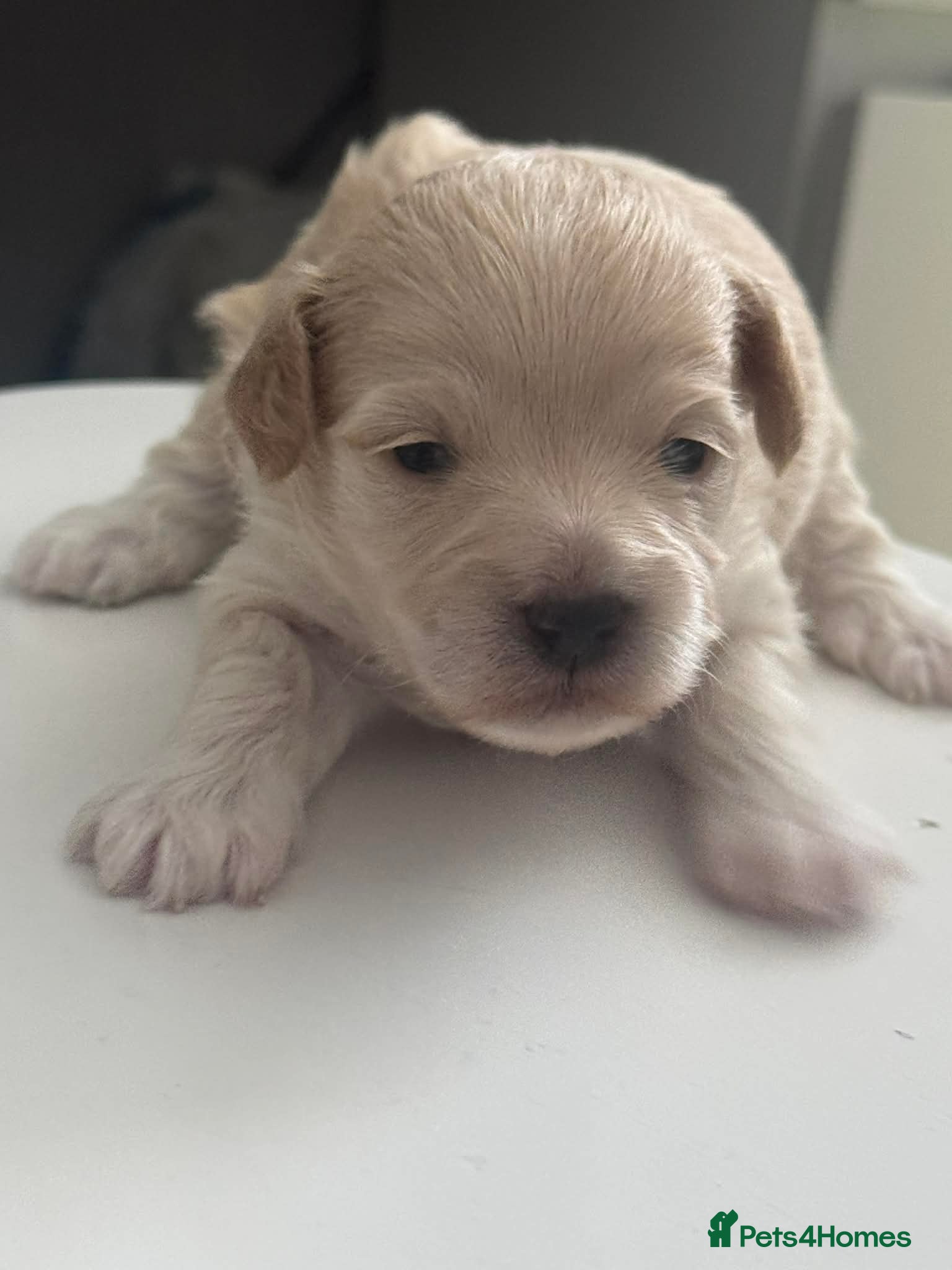 Maltipoo dogs Multipoo 1 boy 2 girls - Advert 1