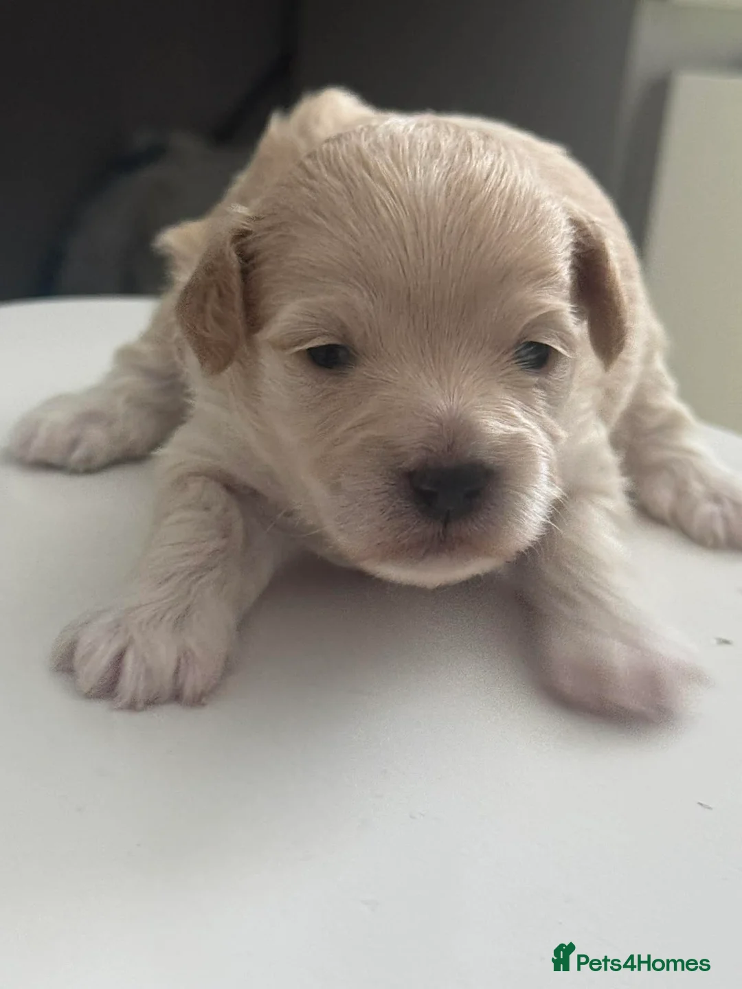 Maltipoo dogs for sale: Multipoo 1 boy 2 girls - Advert 1