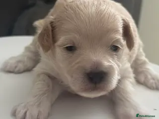 Maltipoo dogs Multipoo 1 boy 2 girls - Advert 1