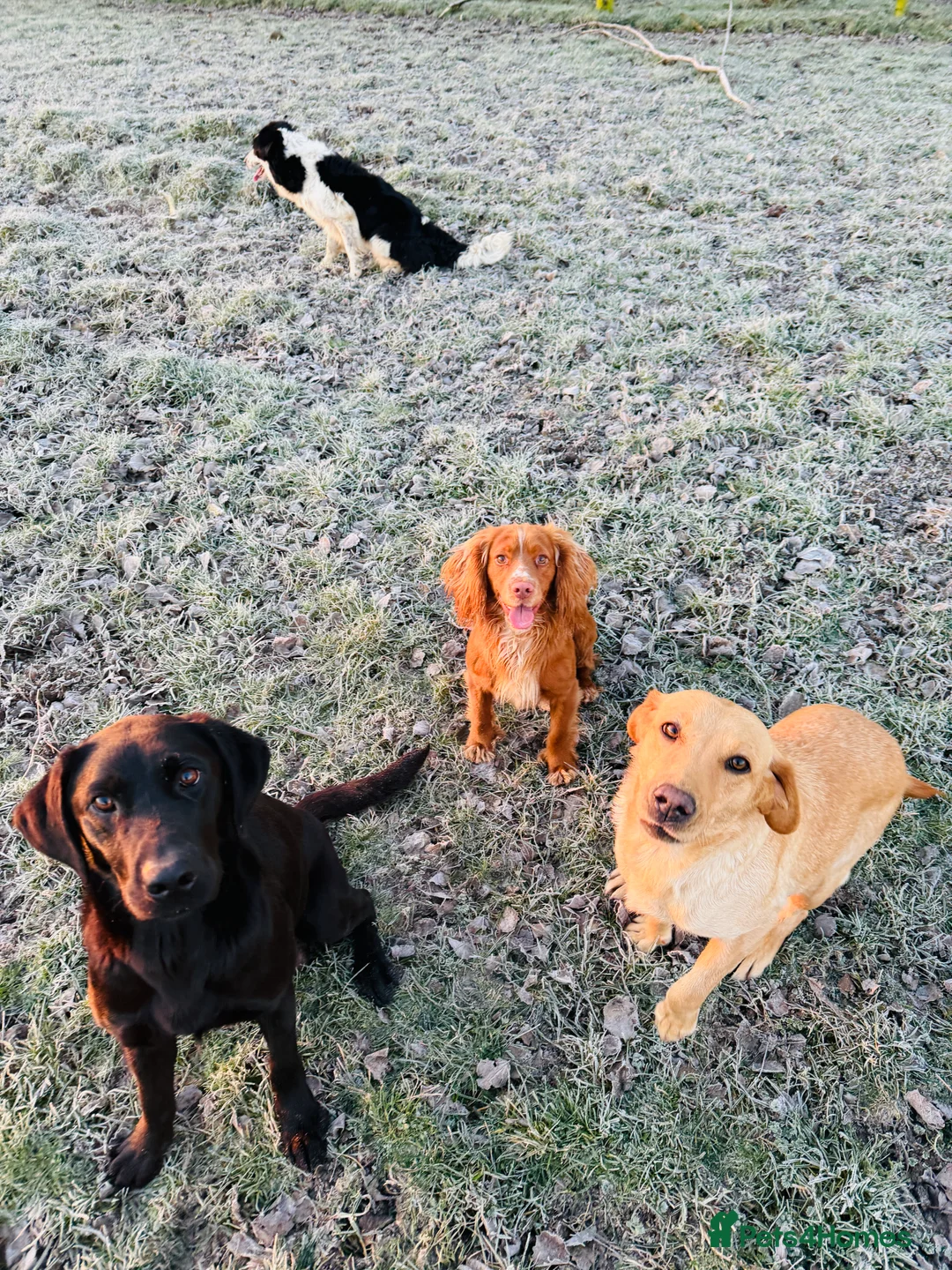 Cocker Spaniel dogs for stud: Cracking cocker spaniel for Stud  - Advert 11