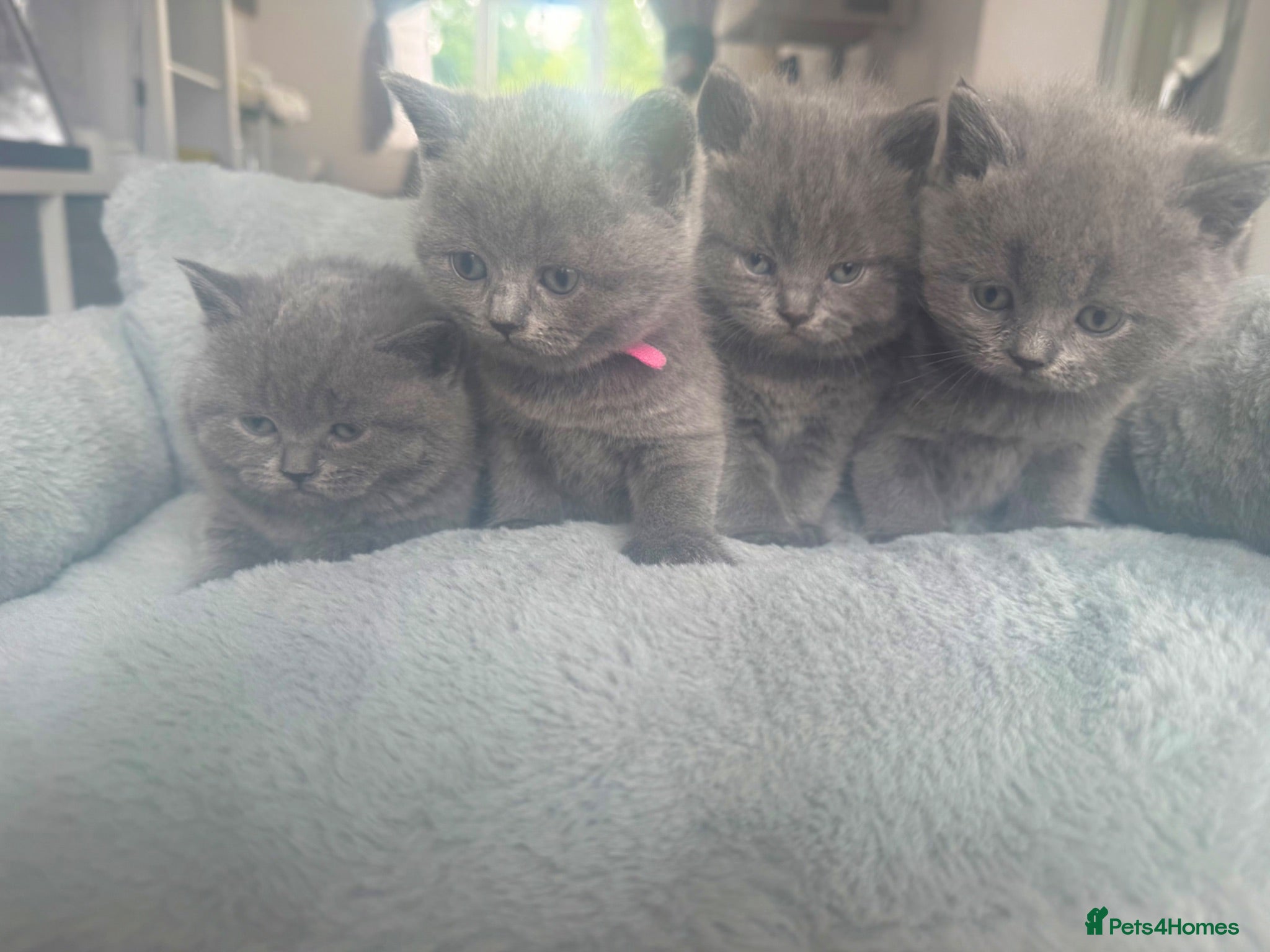 British Shorthair cats Pedigree GCCF Registered Chunky British Shorthair  - Advert 1