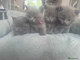 British Shorthair cats Pedigree GCCF Registered Chunky British Shorthair - Advert 1