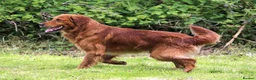 Golden Retriever dogs for sale: DARK RED KC REG GOLDEN PUPPIES HEALTH TESTED CLEAR - Advert 3