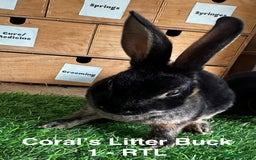 Rex rabbits for sale: Black and Tan Mini Rex  - Image 18