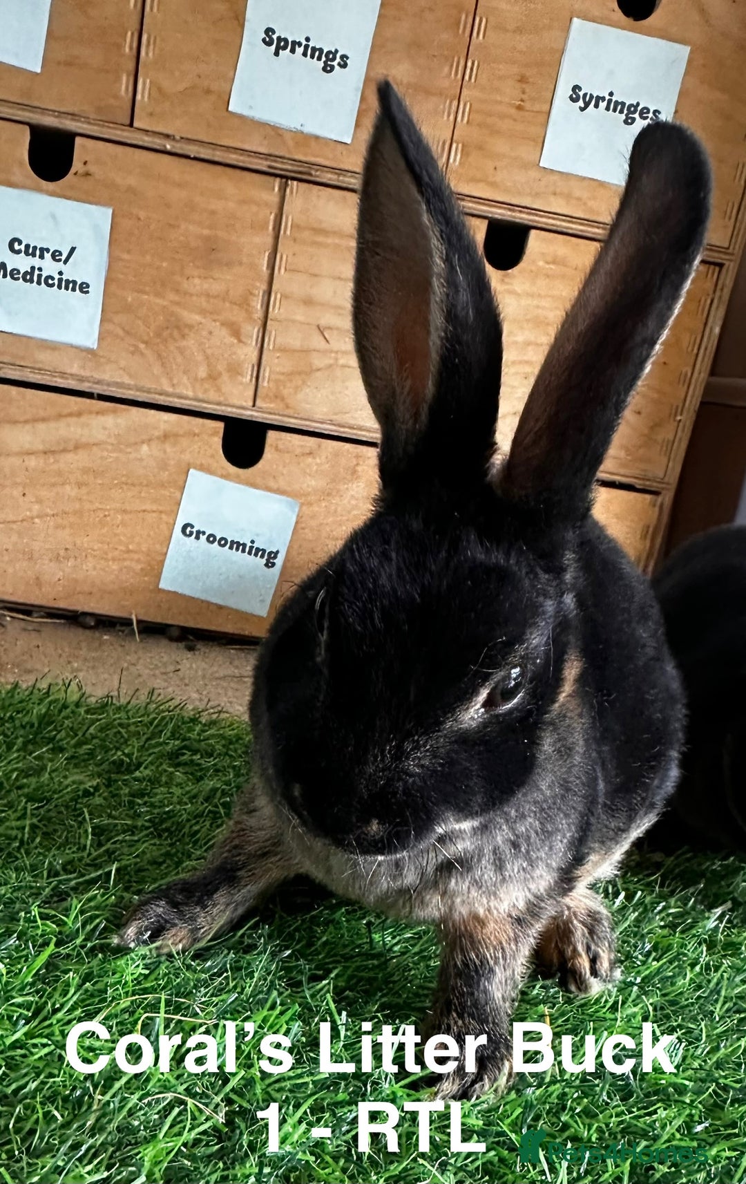Rex rabbits for sale: Black and Tan Mini Rex  - Image 18