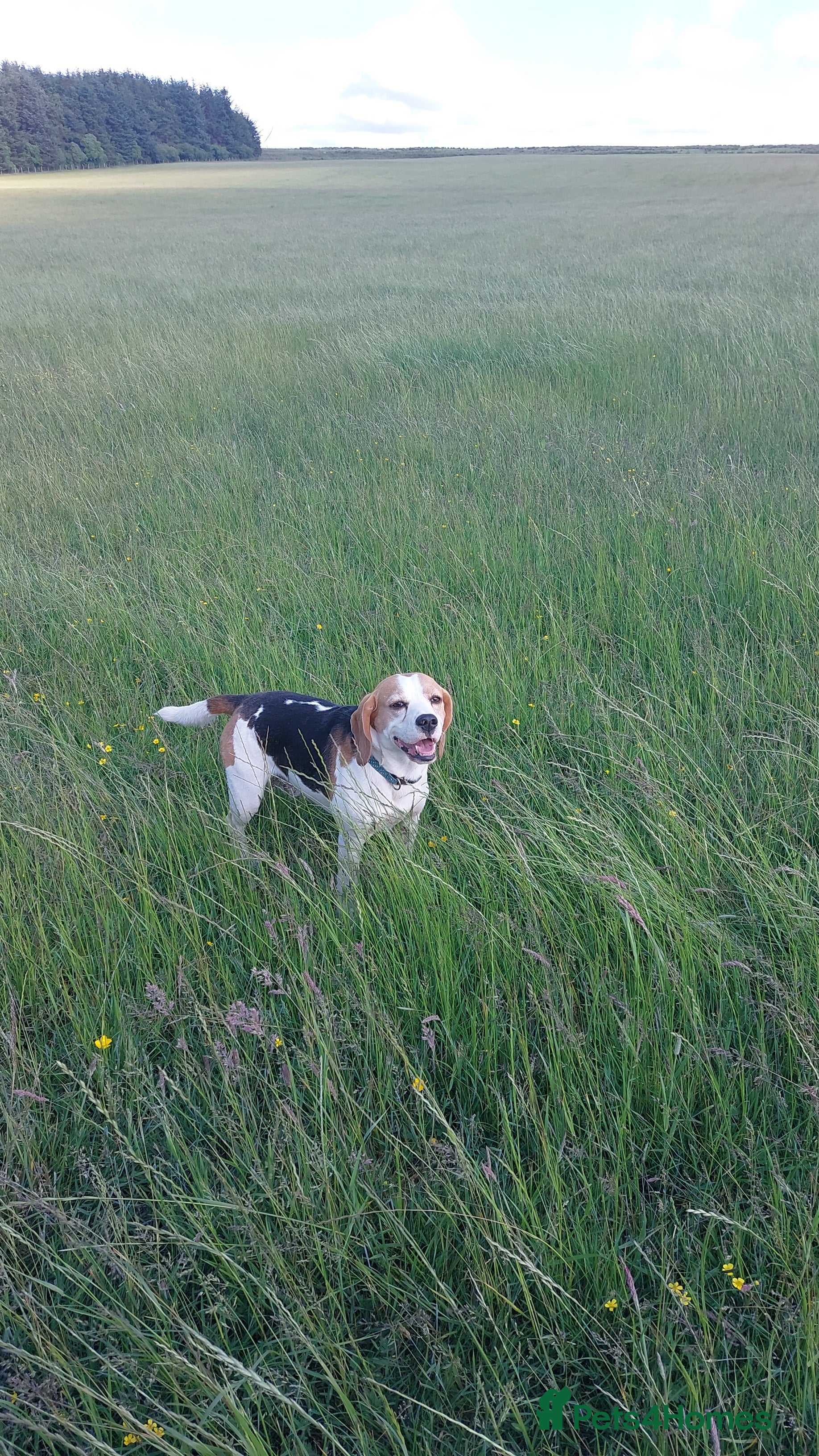 Beagle dogs Beagle for stud  in Bathgate - Advert 1