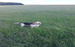 Beagle dogs for stud: Beagle for stud  in Bathgate - Image 1