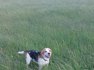 Beagle dogs Beagle for stud in Bathgate - Advert 1