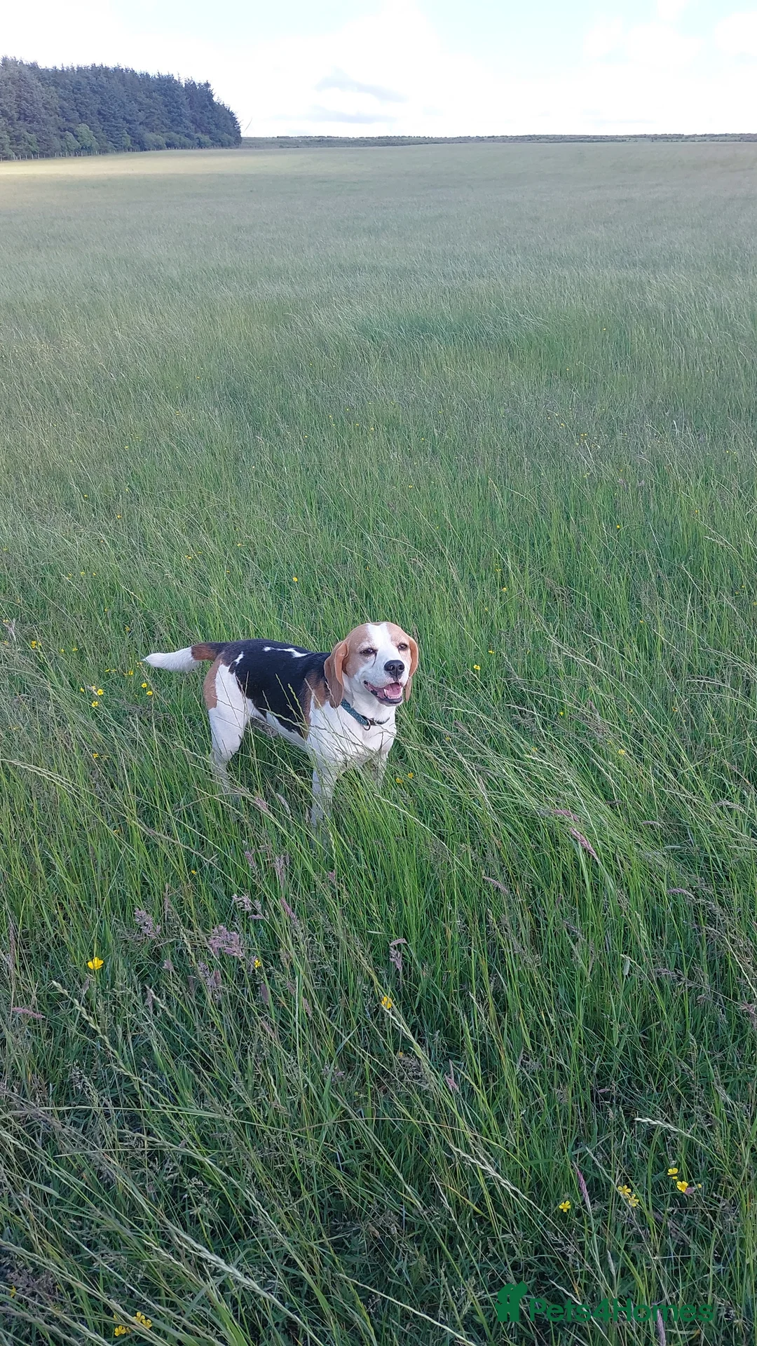 Beagle dogs for stud: Beagle for stud proven in Bathgate - Advert 3