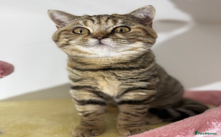 British Shorthair cats - Advert 5