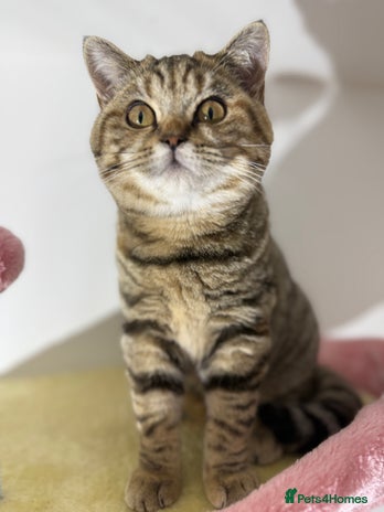 British Shorthair cats - Advert 5