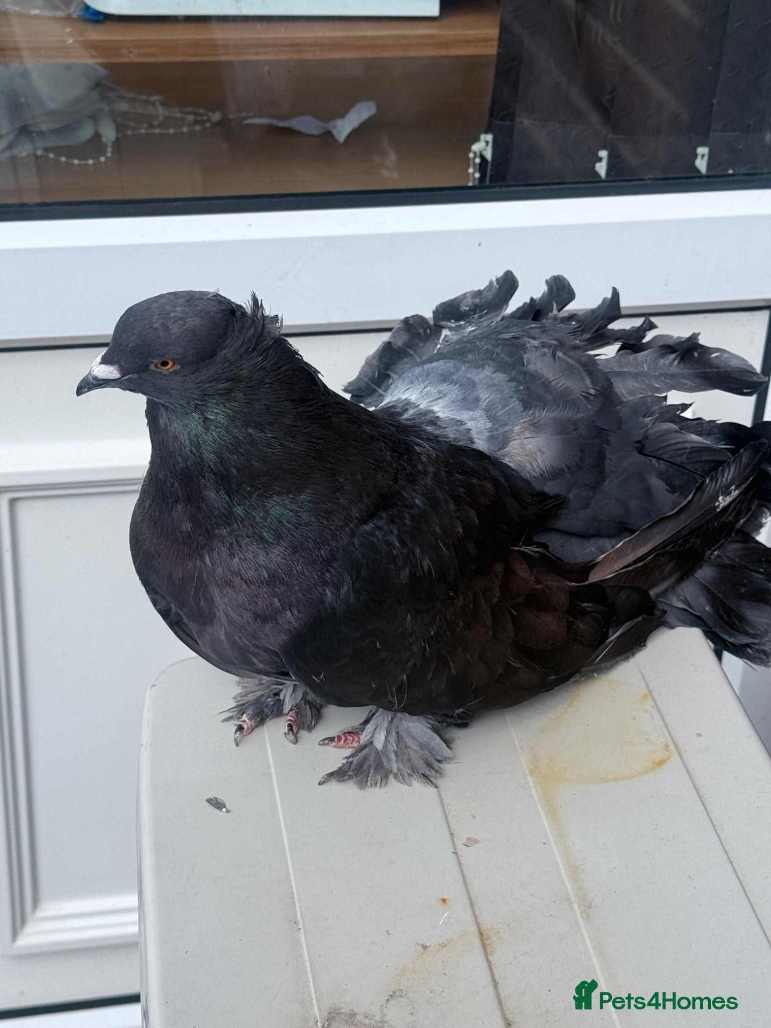 Pigeons birds Fantail  - Advert 2