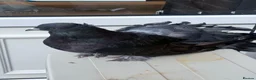 Pigeons birds for sale: Fantail  - Advert 1