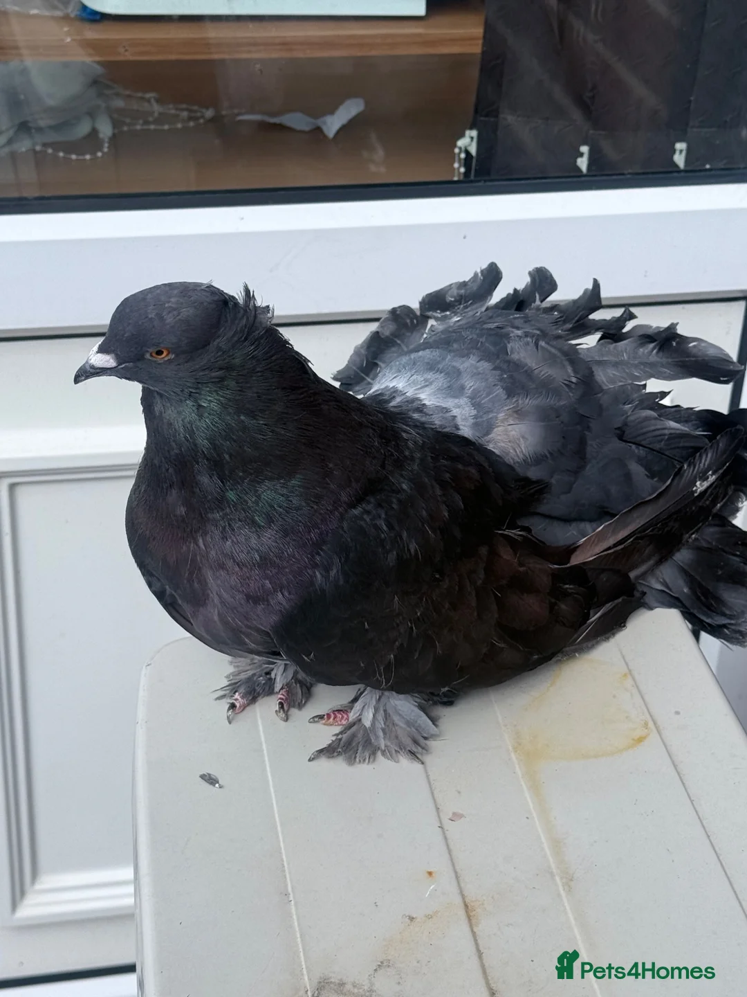 Pigeons birds for sale: Fantail  - Advert 1