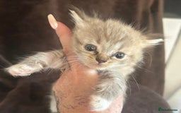 Ragdoll cats for sale: Beautiful ragdoll kittens  - Image 7
