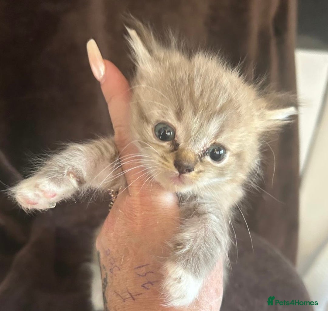 Ragdoll cats for sale: Beautiful ragdoll kittens  - Image 7