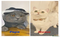 British Shorthair cats for sale: British shorthair babies  - Image 22