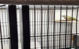 Finches birds for sale: Young Gouldian finches - Image 12