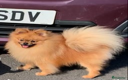 Pomeranian dogs for sale: Pomeranian boy in Belfast - Image 4