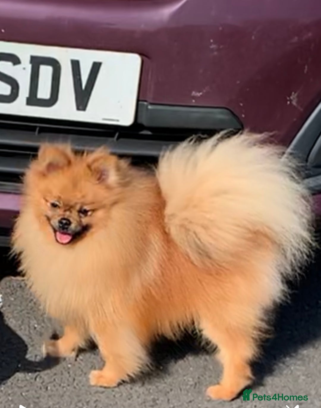 Pomeranian dogs for sale: Pomeranian boy in Belfast - Image 4