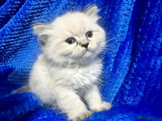 Siberian cats 💎💎GCCF Siberian Neva Masquerade Kittens💎💎 - Advert 2