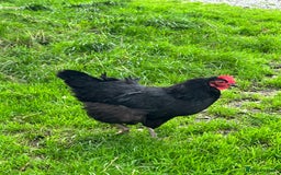Chickens poultry for sale: Brown and blue egg layers  - Image 2
