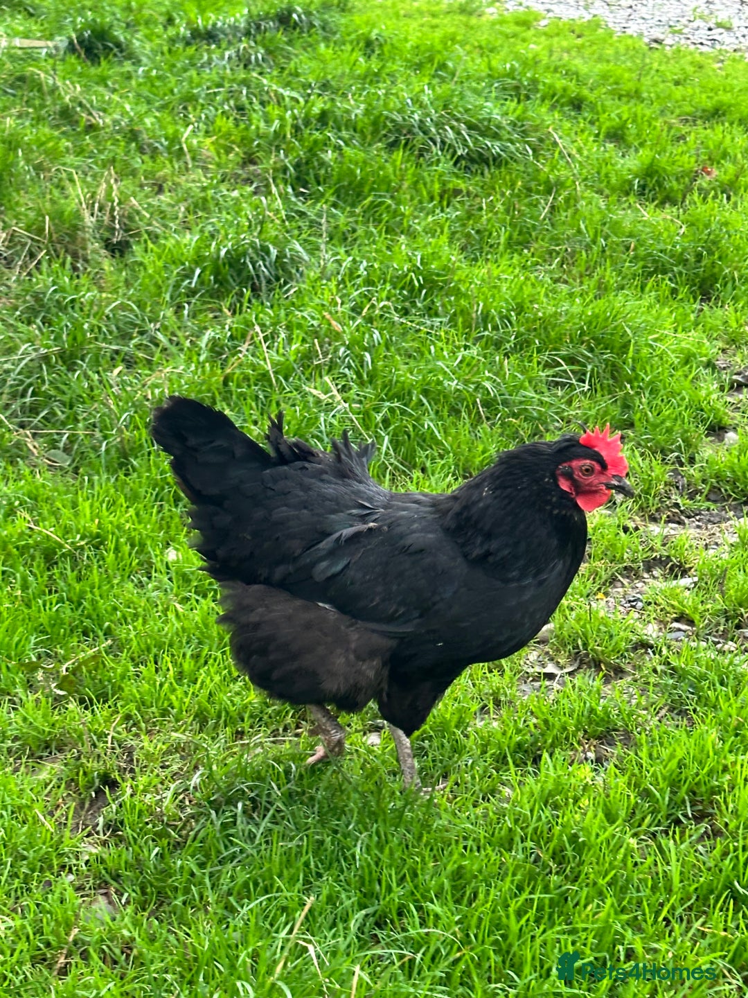 Chickens poultry for sale: Brown and blue egg layers  - Image 2