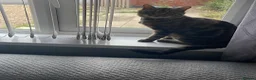 Domestic Shorthair cats for sale: Dougie male cat - Advert 2