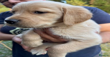 Mixed Breed dogs - Advert 12