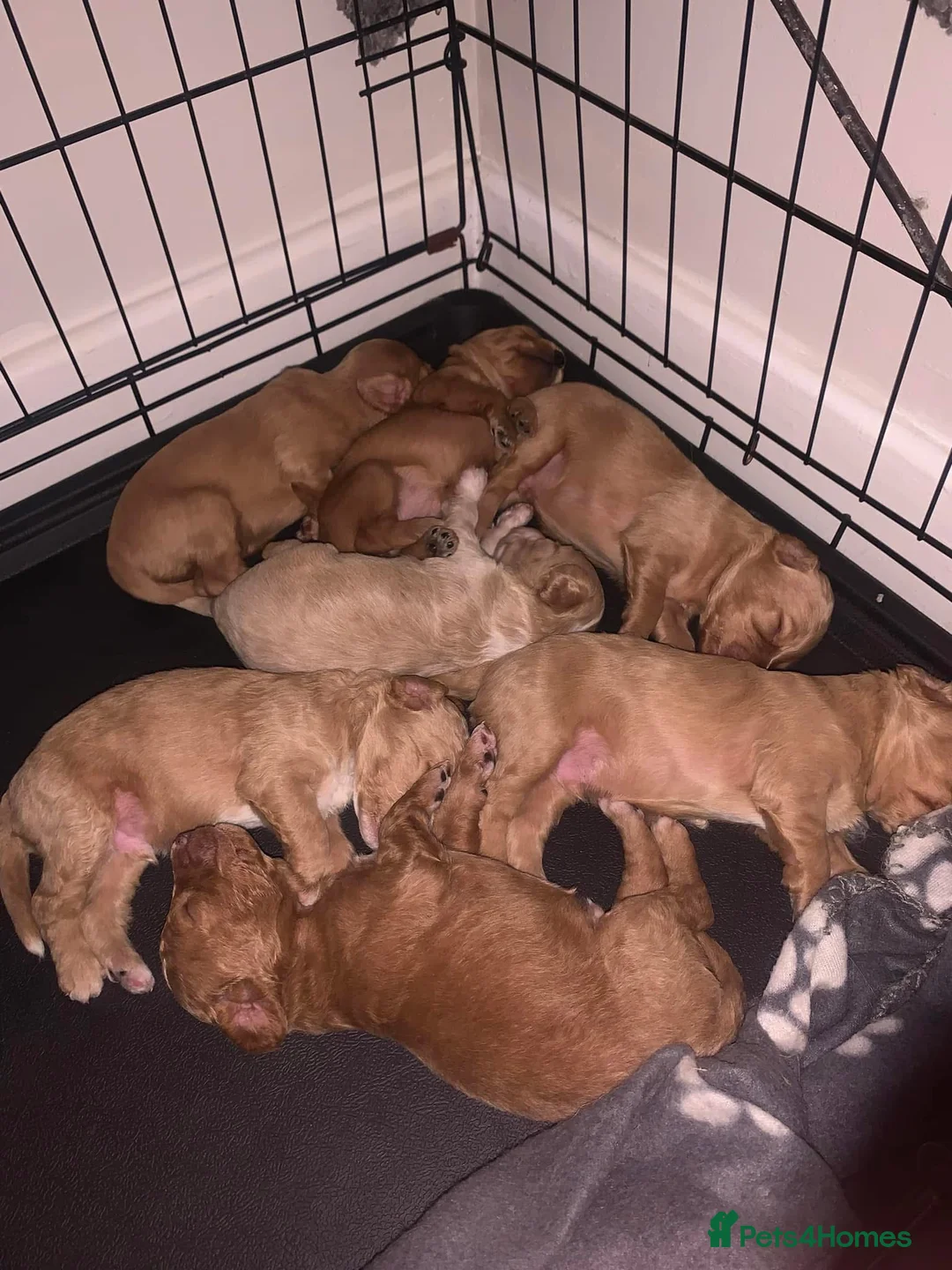 Cockapoo dogs for sale: Selling our 5 month old golden Cockapoo  in Tilbury - Advert 2